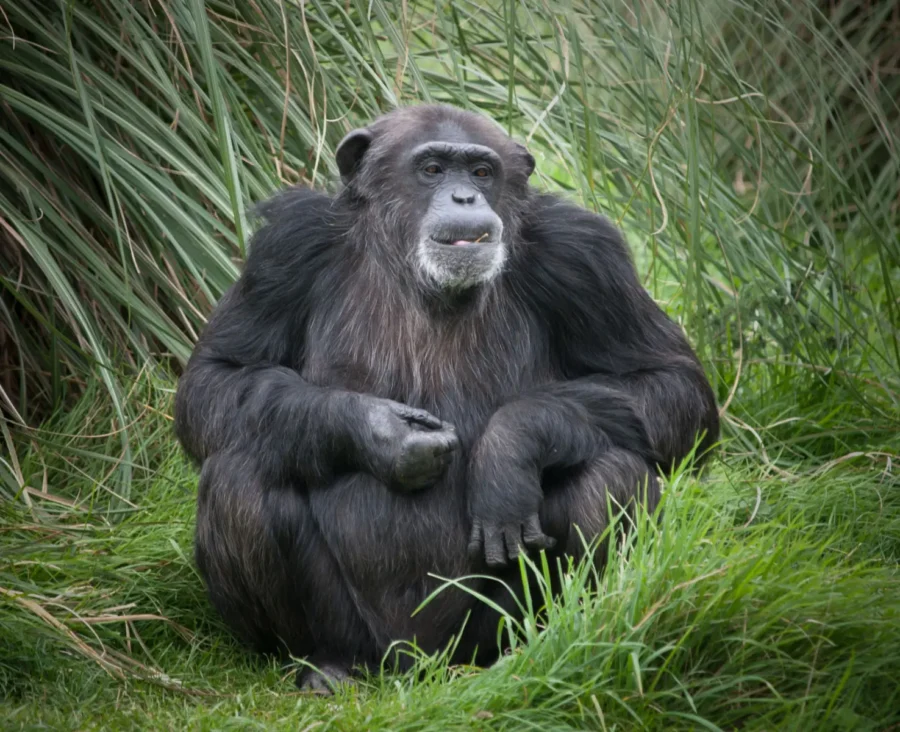 Los chimpancés mantienen el ritmo y pueden tener la clave de los orígenes musicales humanos