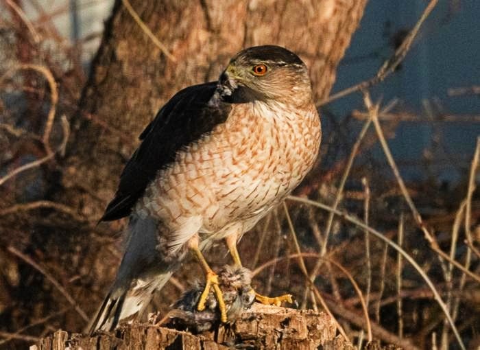 Hawk Masters Traffic Blight para cazar presas urbanas