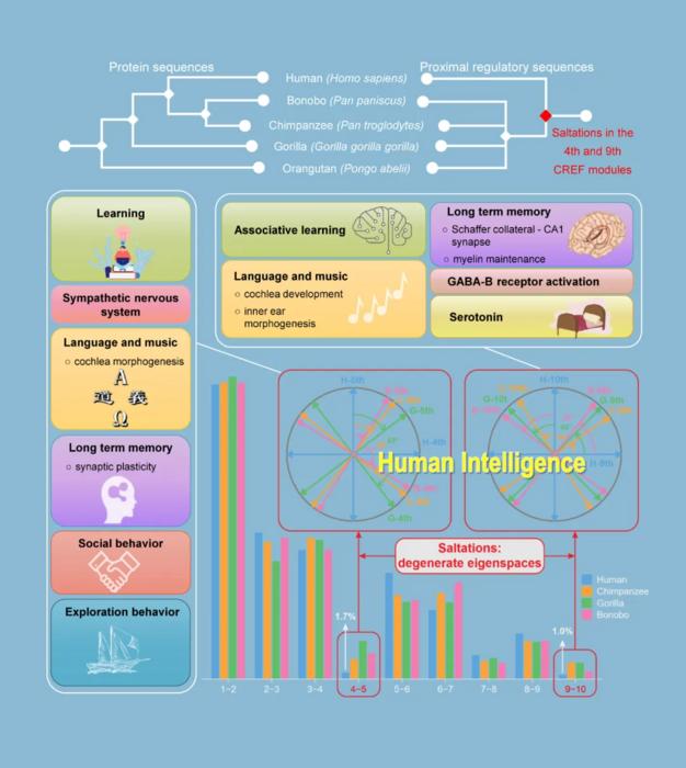 La inteligencia humana en forma genética de ‘saltos’, revela un nuevo estudio de ADN