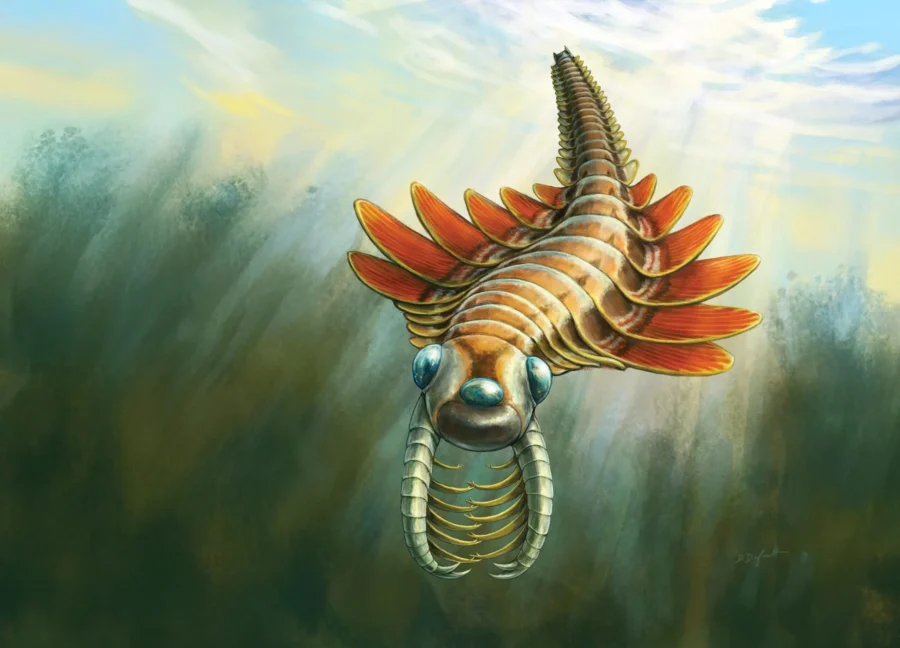 Predator antiguo del mar reescribe la evolución de los artrópodos