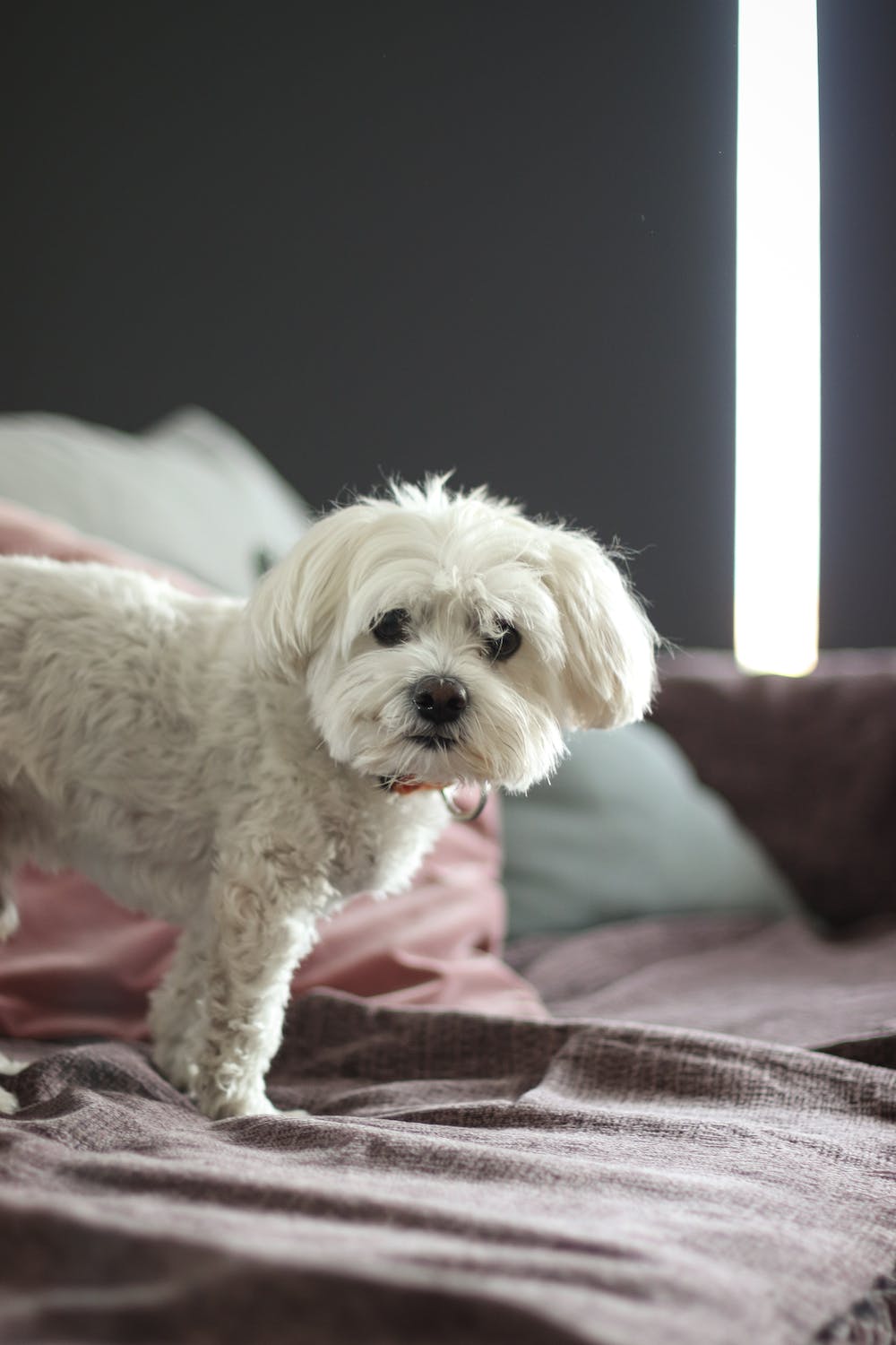 Qué esperar al cuidar a un perro sordo