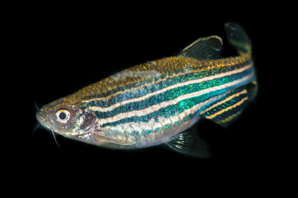 Estos peces y moscas están diseñados para descomponer el mercurio