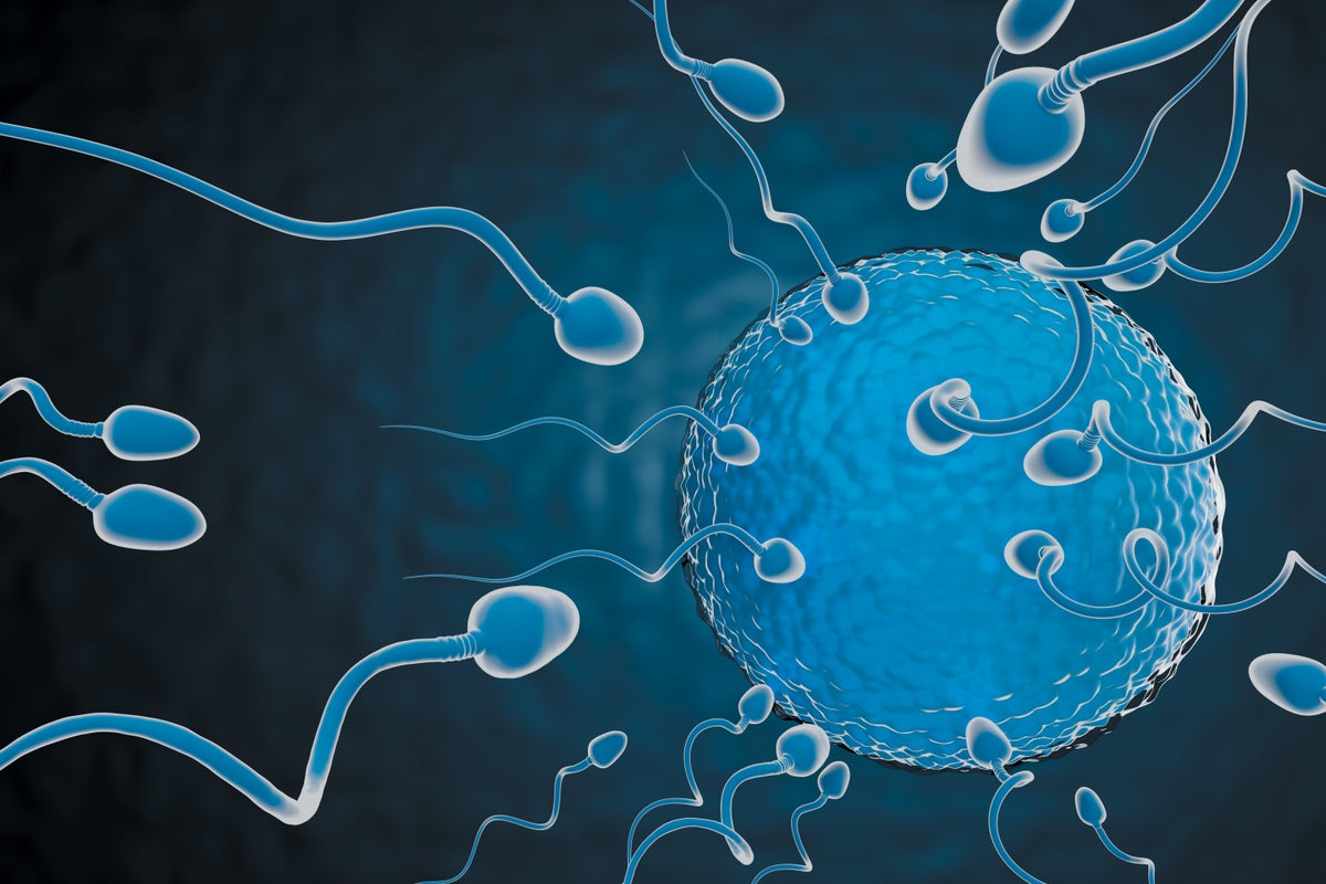 Potencia de esperma mordedor Una nueva prueba de fertilidad masculina
