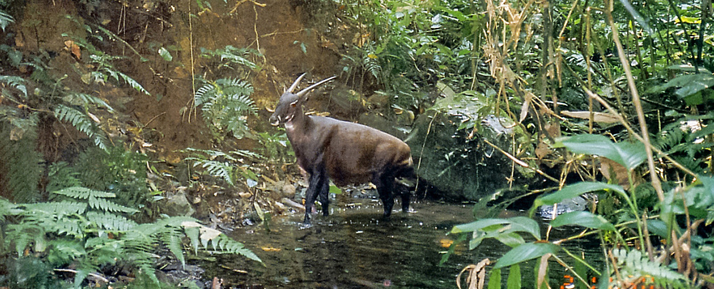 Ultra-rare ‘Asian Unicorn’ tiene el genoma secuenciado, y podría significar todo: Sciencealert