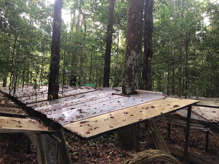 Amazon Rainforest se adapta a la sequía a largo plazo, pero pierde el almacenamiento vital de carbono