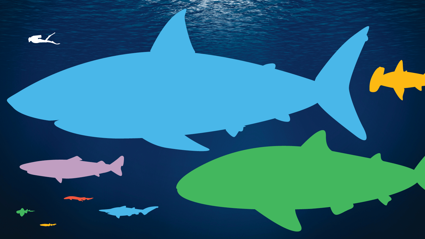 Compare los tamaños de tiburones en nuestra infografía