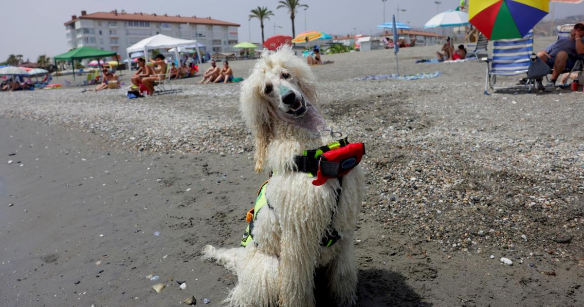Poodle se une a un escuadrón de rescate de playa española