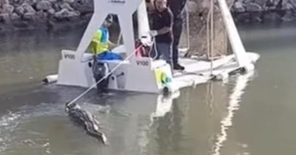 ‘Crocodile’ en el Parc de la Mar Lake