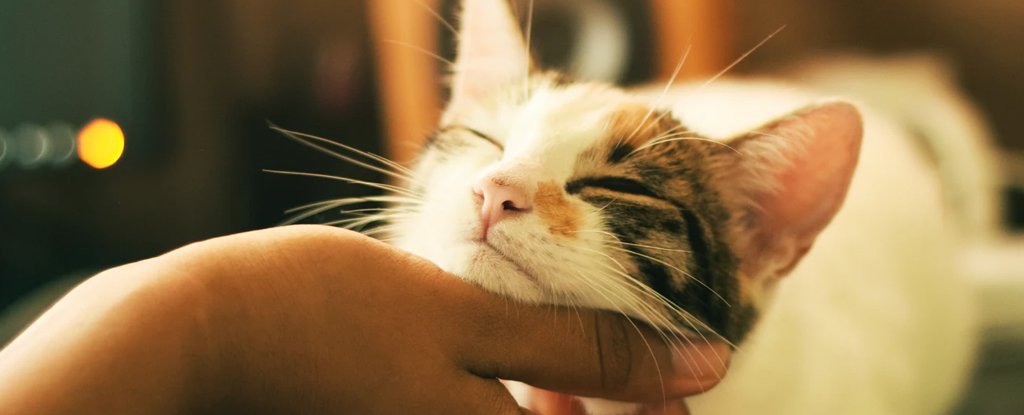 El misterio genético de por qué los gatos ronco finalmente se pueden resolver: Sciencealert