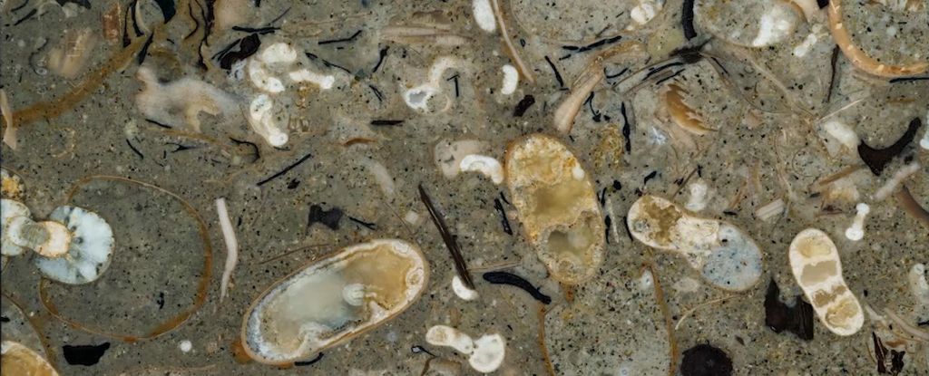 La roca de 100 millones de años revela 40 especies de calamares nunca antes vistas: Sciencealert