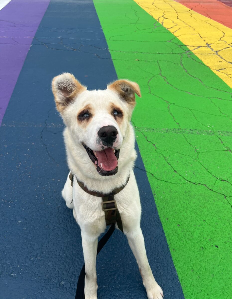 Desfile de orgullo divertido con amigos peludos