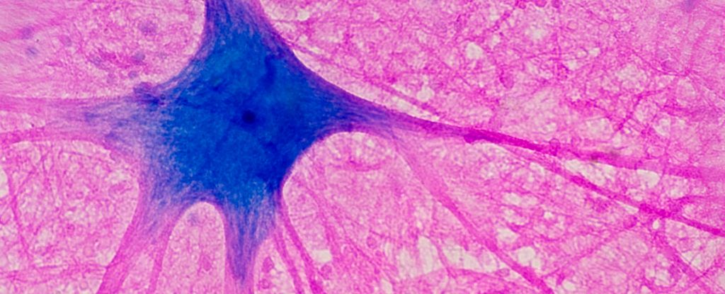 ¿Puede este químico azul realmente aumentar su cerebro? Esto es lo que sabemos. : Sciencealert