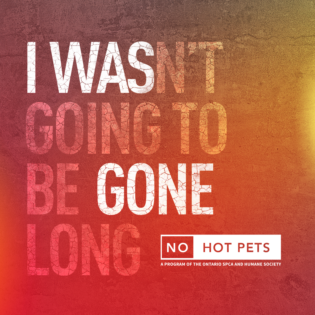 Ayuda Save Lives: Tome la compromiso de No Hot Pets este verano