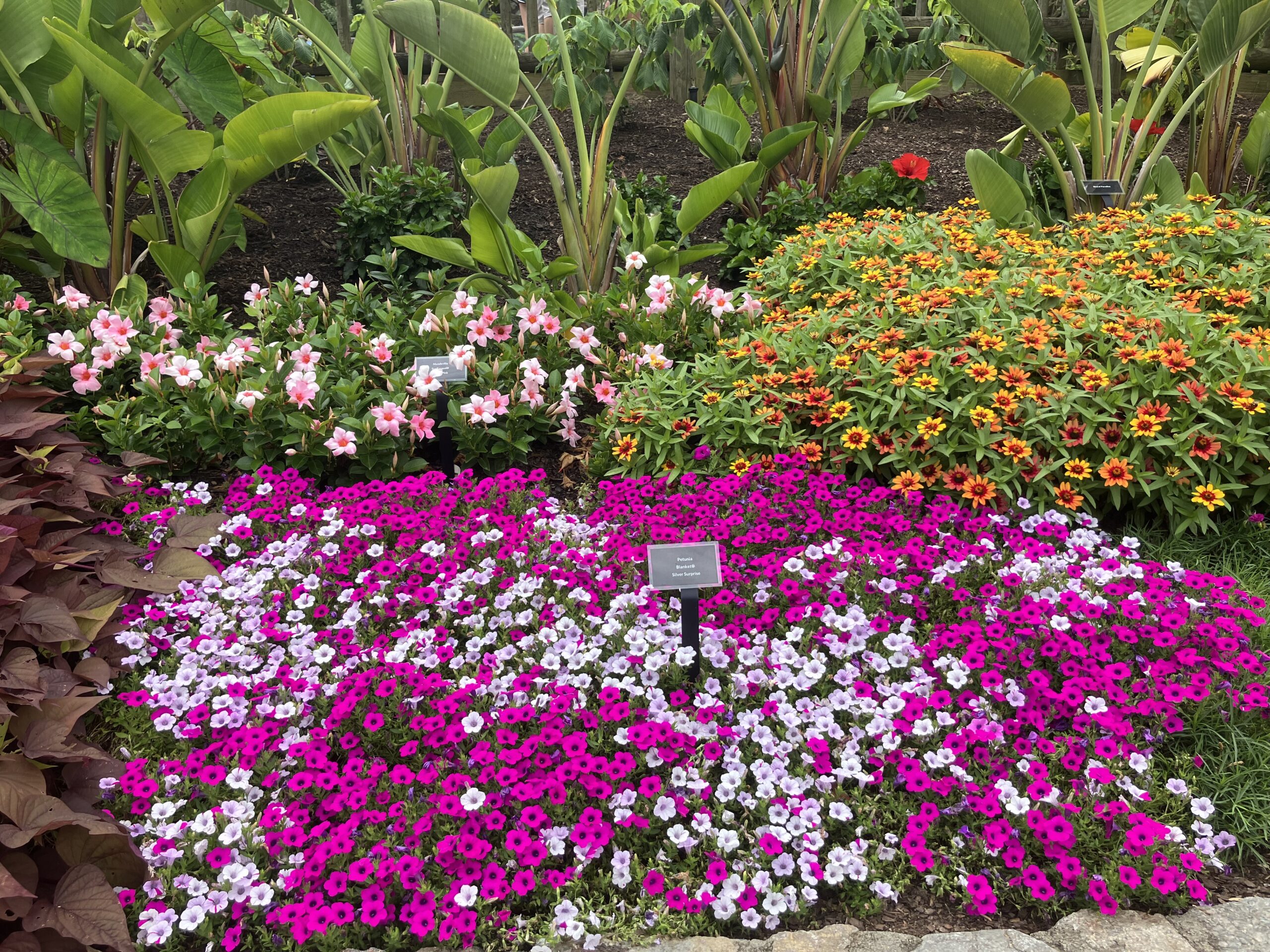 La belleza de los paquetes pequeños – mini petunias