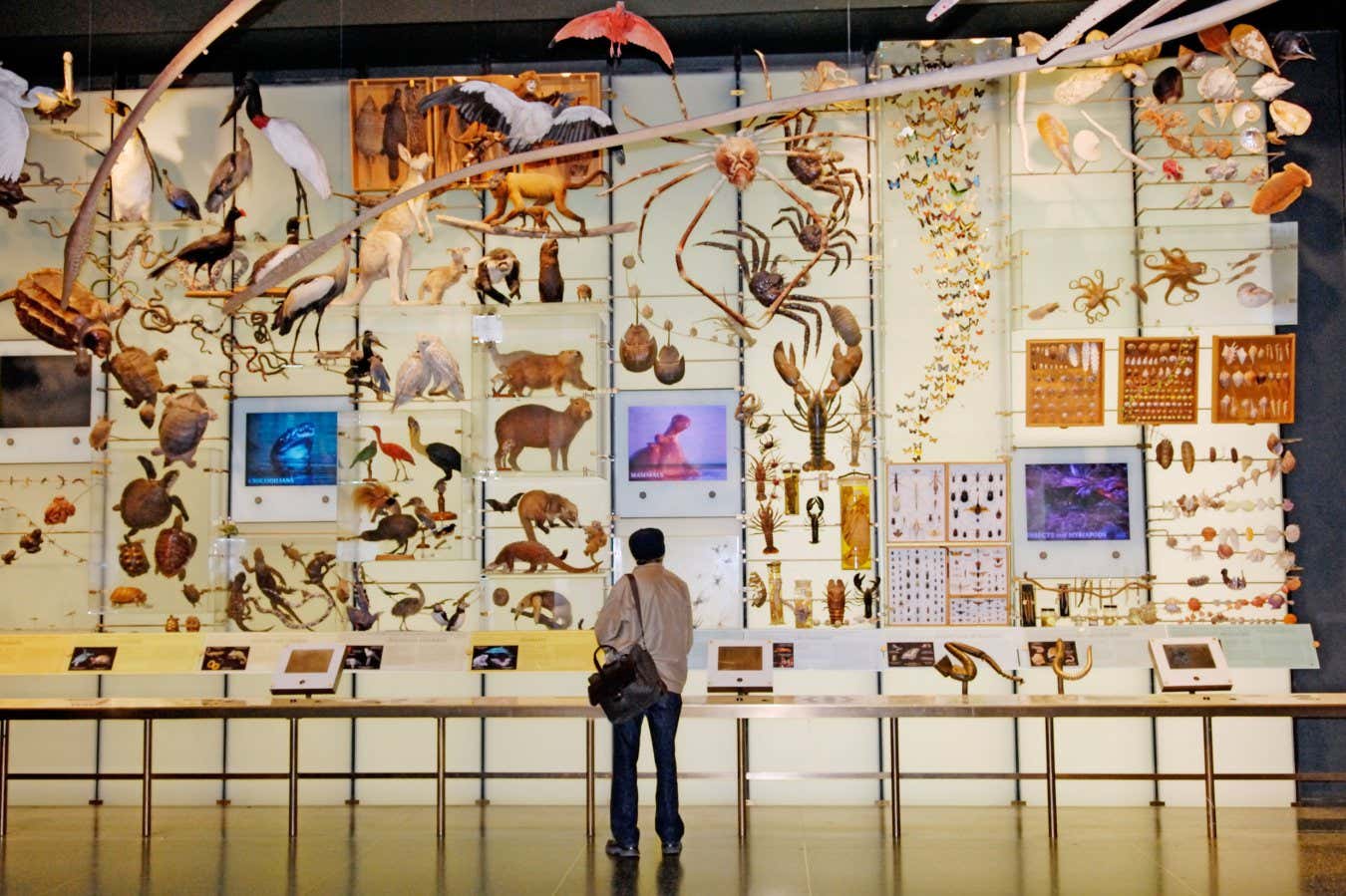 Por qué evitar una sexta extinción de masa es más fácil de lo que parece