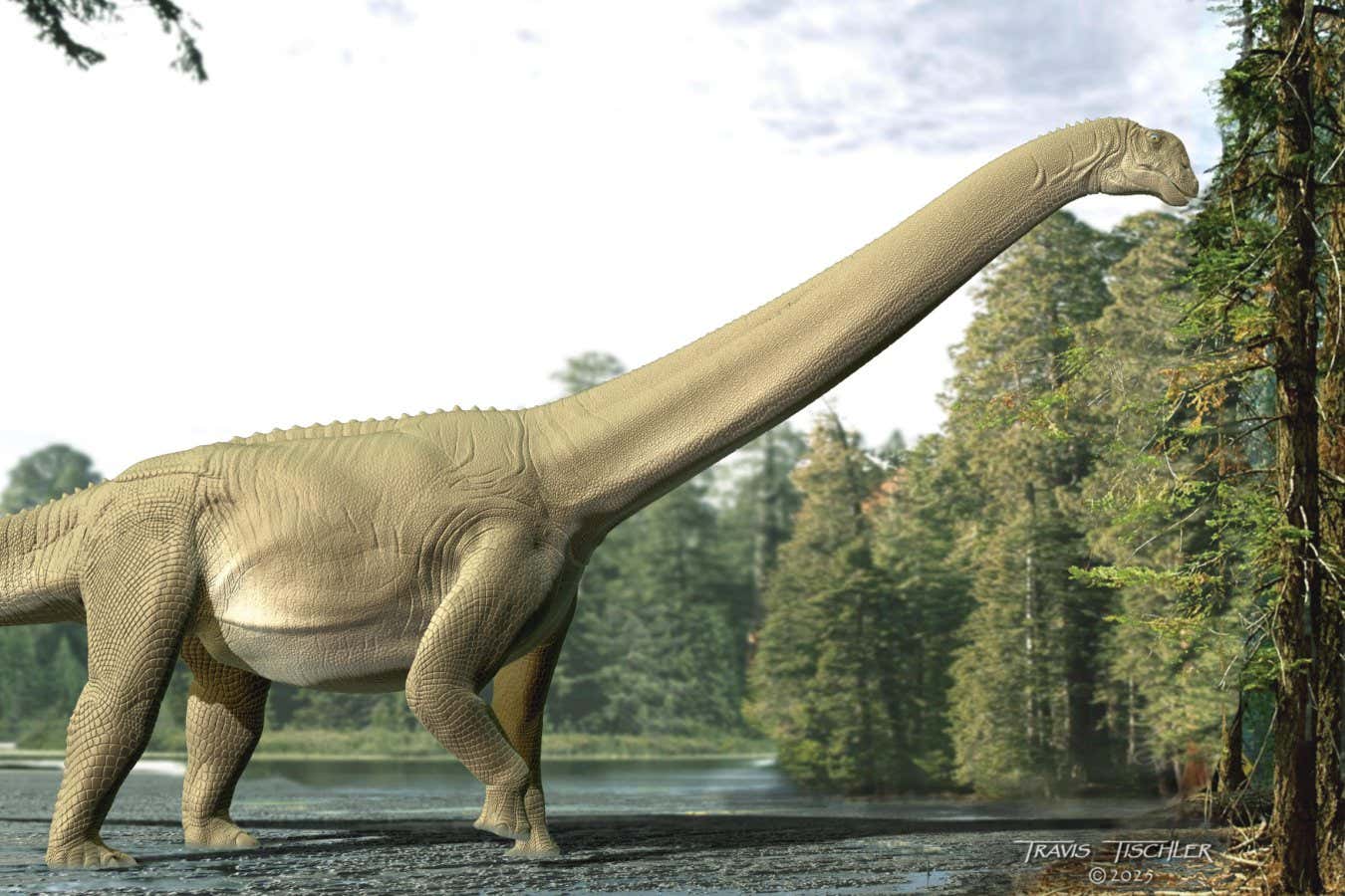 La última comida de Sauropod Dinosaur revela que no se molestó en masticar