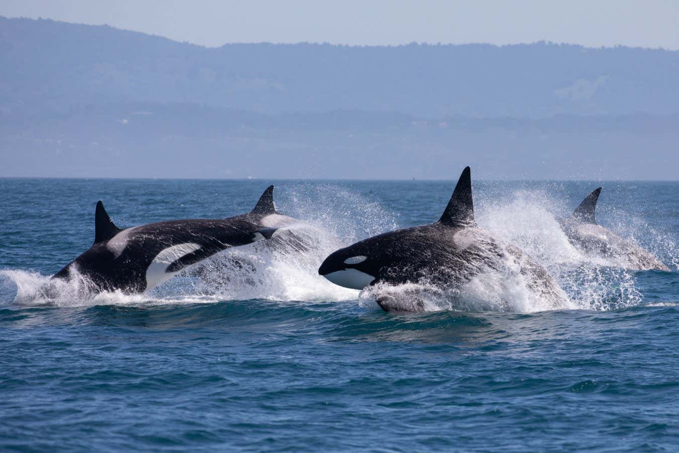 Orcas se limpian entre sí con trozos de algas