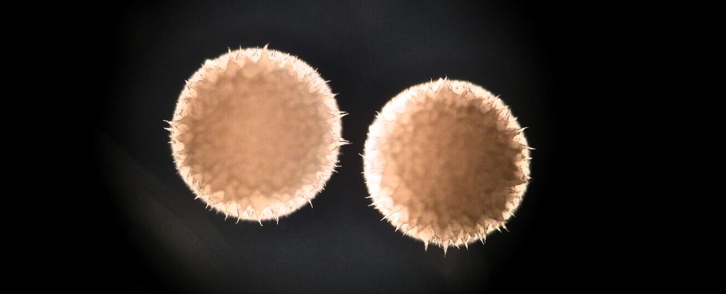 Los científicos confirman que el medicamento antienvejecimiento parece prolongar la vida en los animales: Sciencealert