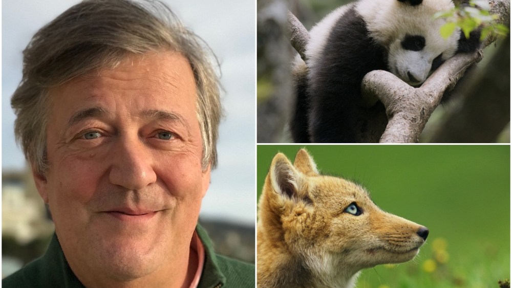 Stephen Fry para narrar la secuencia de vida silvestre del idioma chino para Bilibili