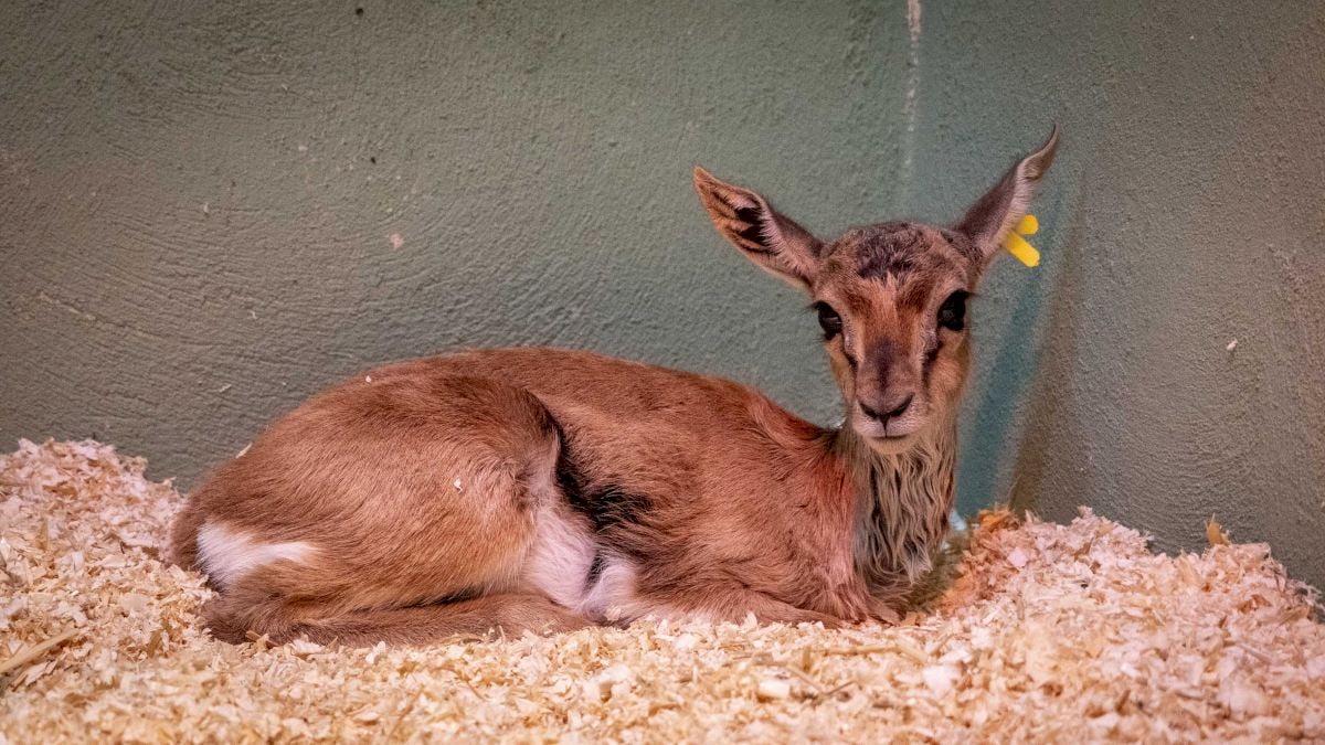 Tres antílopes de Thomson Gazelle nacen en Bioparc Valencia