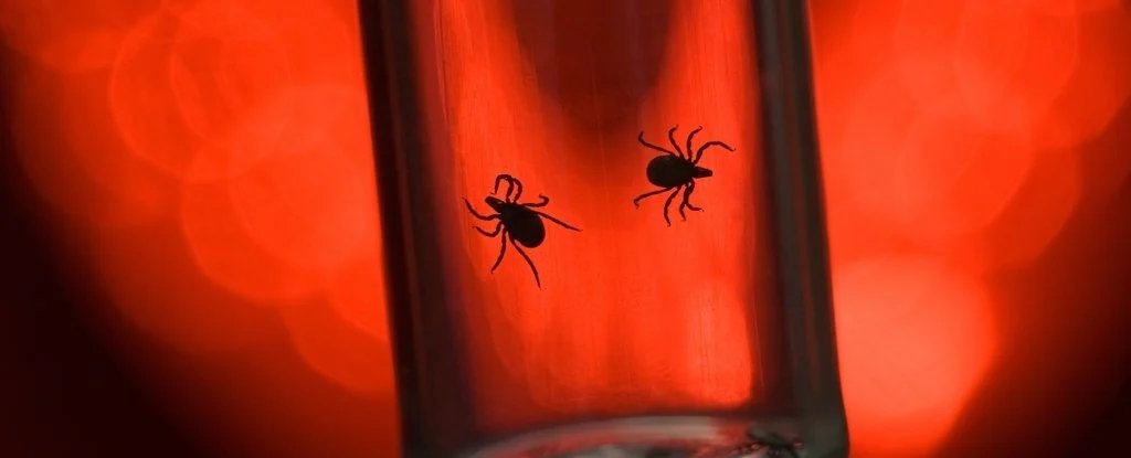 Hay una razón impactante por la que las garrapatas son tan peligrosas (somos nosotros): Sciencealert