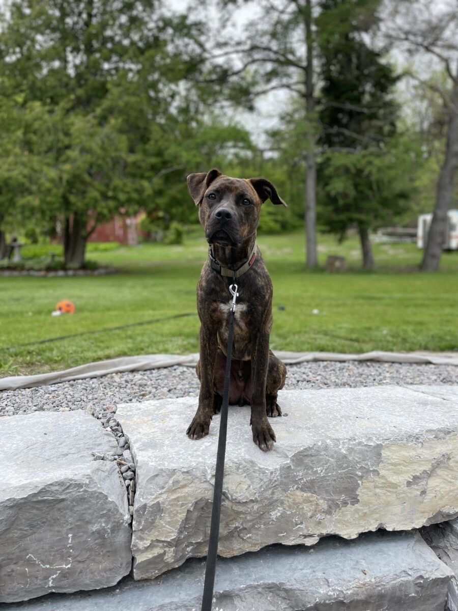 Twix’s Journey of Recovery: una nueva vida como Bo