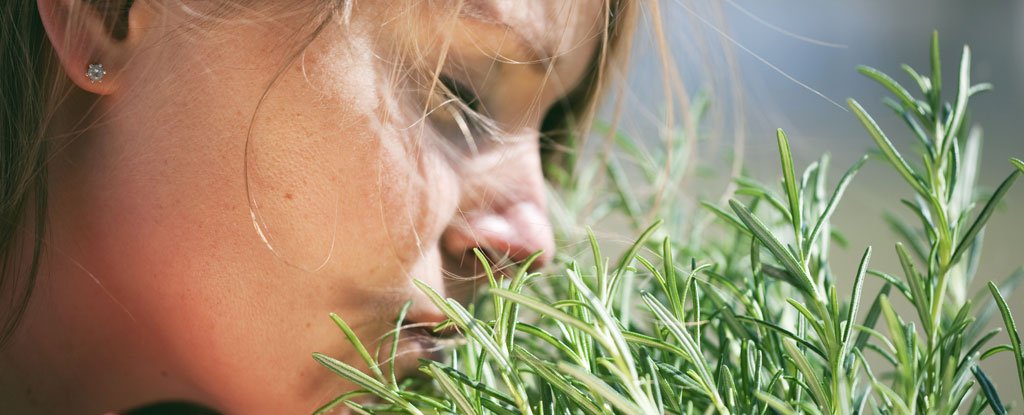 Rosemary puede agudizar tu mente y podría ayudar a luchar contra Alzheimer: Sciencealert