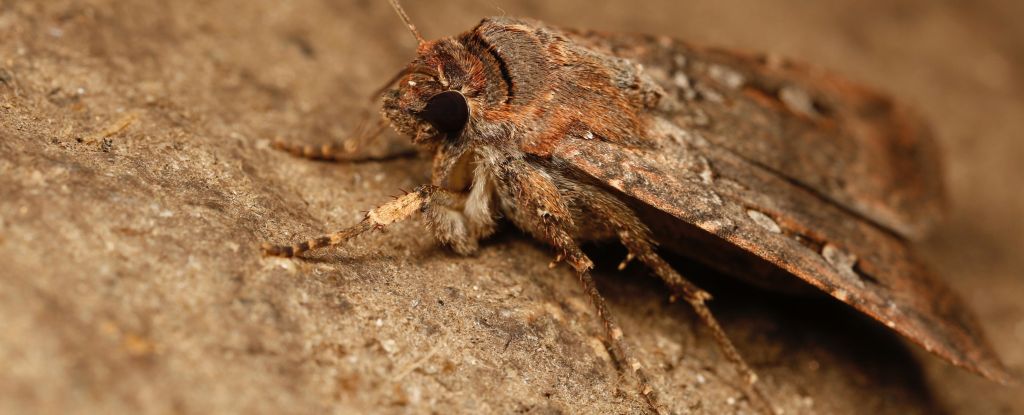 Pequeña polilla vista navegando por las estrellas en Scientific First: Sciencealert