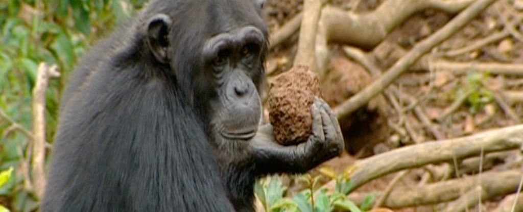 Los videos muestran chimpancés usando el bosque como su batería: Sciencealert