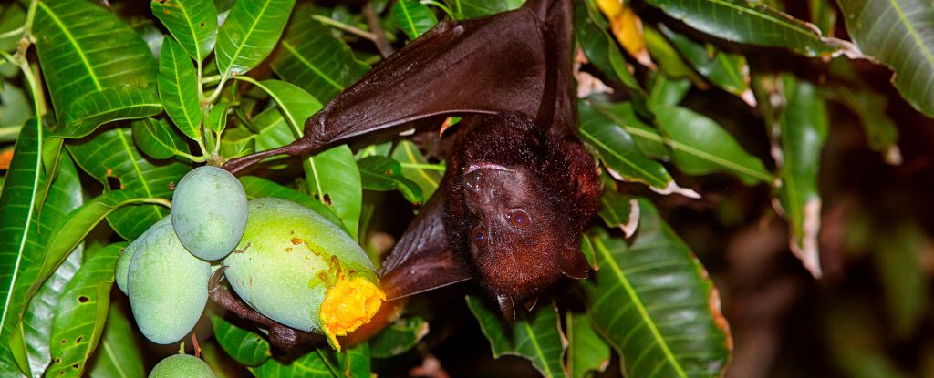 Descubrimiento de virus entre los murciélagos en los huertos de frutas de China sobre preocupaciones de exposición: Sciencealert