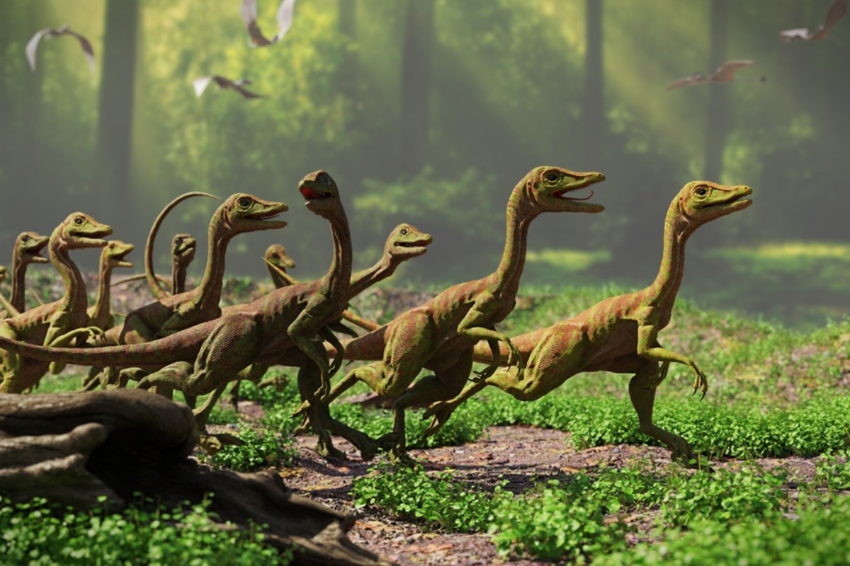 El dinosaurio más pequeño de la historia tenía solo 11 pulgadas de largo y tenía hermosas plumas de cola