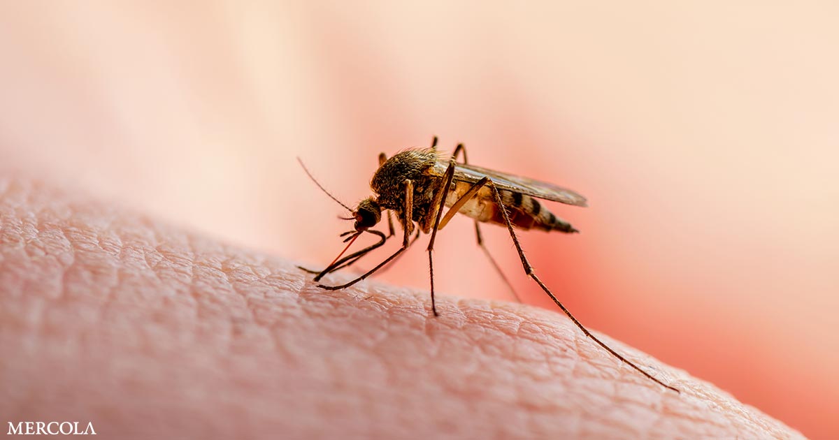 Cómo mantener alejados a los mosquitos este verano