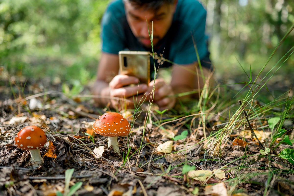 Google AI Grant a Inaturalist solicita la salida de la comunidad
