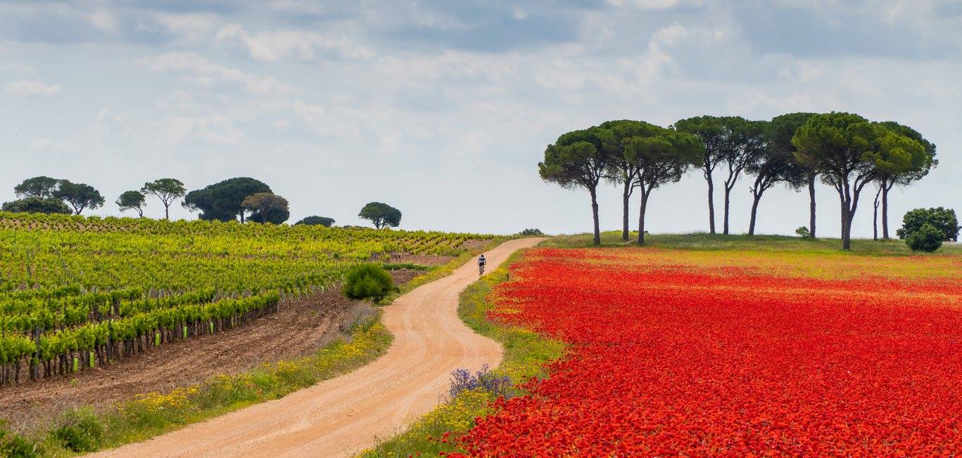 Dónde encontrar el ‘Mar Rojo’ de España de las amapolas florecientes