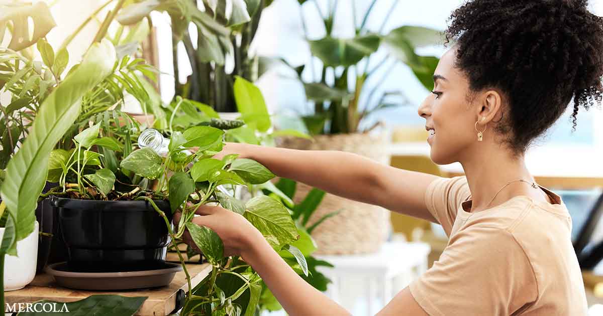 Formas respaldadas por la ciencia Las plantas de interior reducen el estrés, afilan el enfoque y aumentan la curación