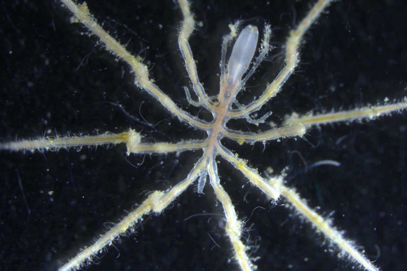 Bacterias que comen metano de la granja de las arañas del mar en sus cuerpos