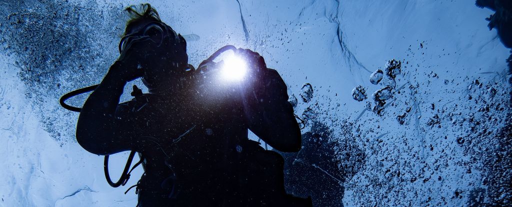 El océano se está oscureciendo, amenazando todo lo que vive dentro: Sciencealert