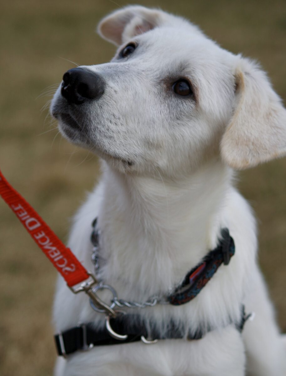 Cómo enseñar “cuatro contra el piso”-Ontario SPCA y Sociedad Humana