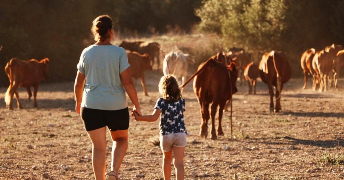 Alcudia, Santanyi y Felanitx de Mallorca se ubicó entre los 10 principales destinos familiares de España en Airbnb