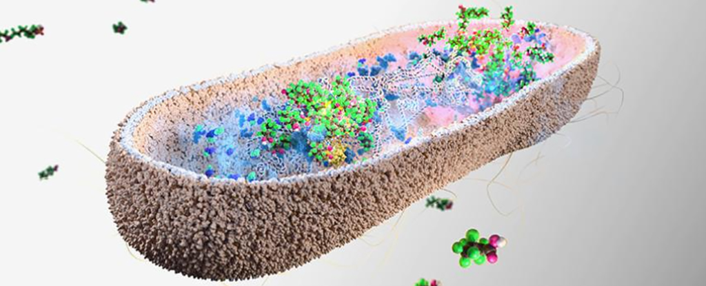 Las bacterias intestinales se encuentran en absorción de productos químicos para siempre para siempre: Sciencealert