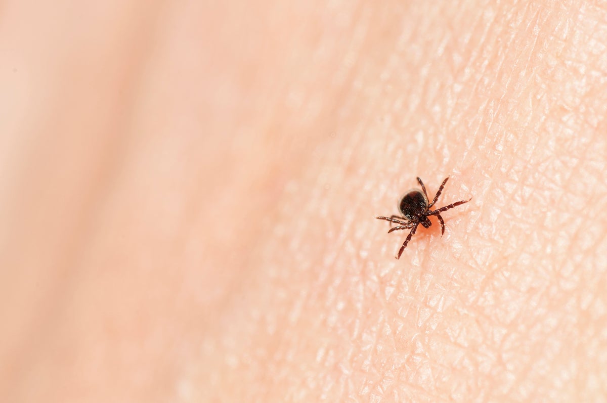 Por qué las garrapatas y la enfermedad de Lyme se están elevando este verano