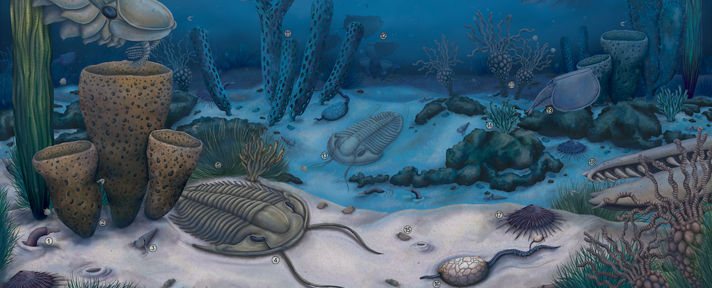 Los impresionantes fósiles del Gran Cañón revelan los extraños experimentos de Evolution: Sciencealert