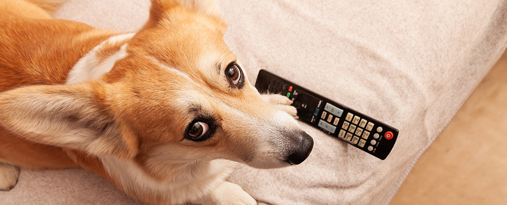 Su perro puede preferir ciertos programas de televisión, sugiere la investigación: Sciencealert