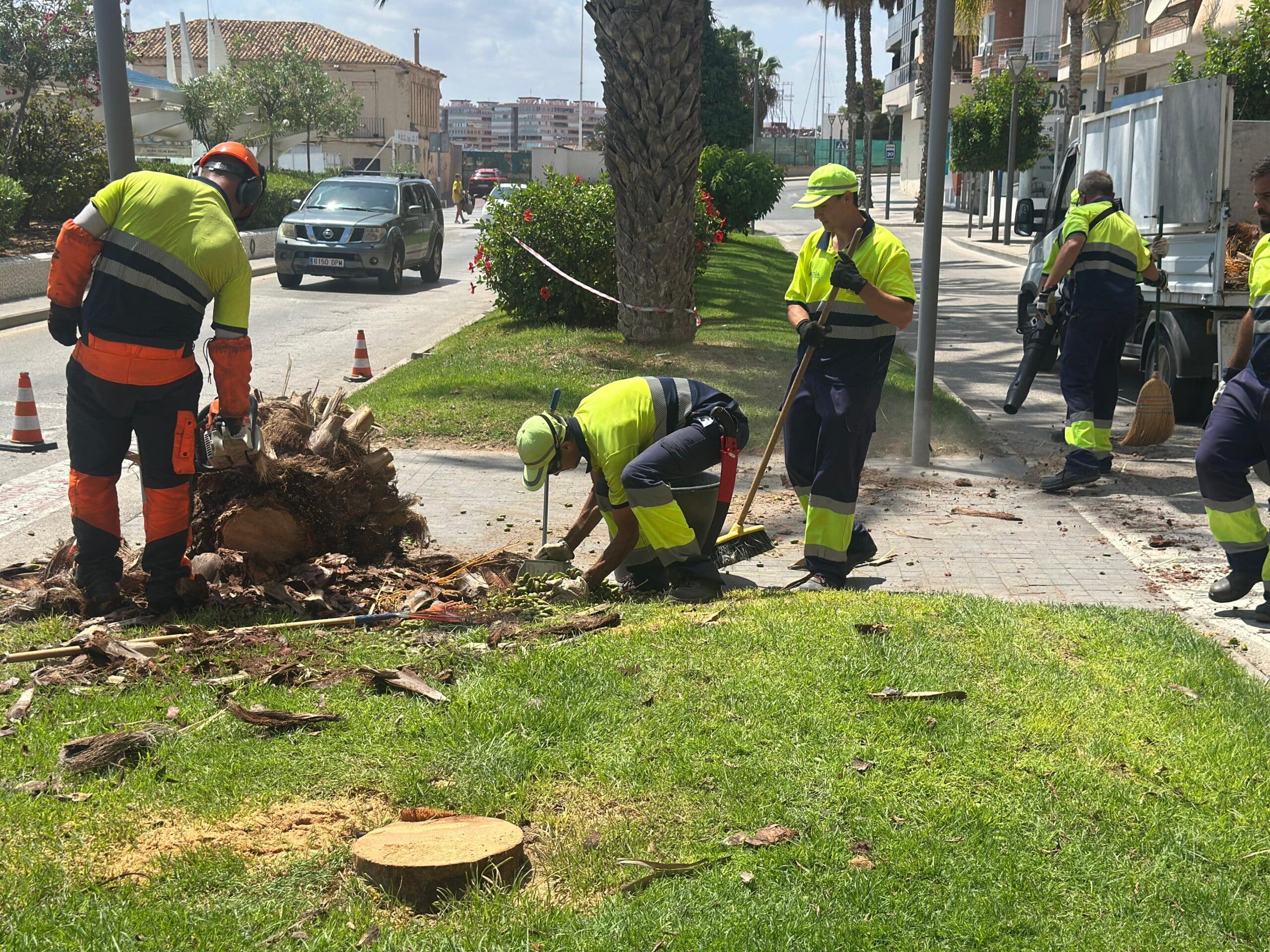 El Ayuntamiento de Torrevieja elimina la palmera peligrosa de Paseo Vista Alegre