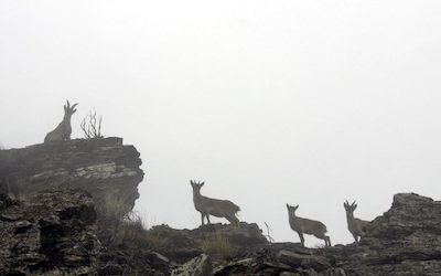 Junta paga por cabras de montaña