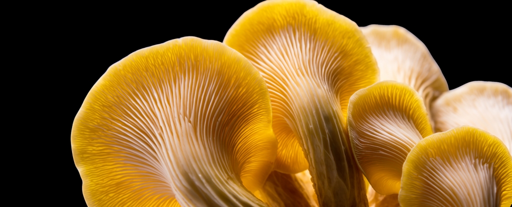 La moda de la cocina desata la amenaza invasiva en el desierto de los Estados Unidos: Sciencealert