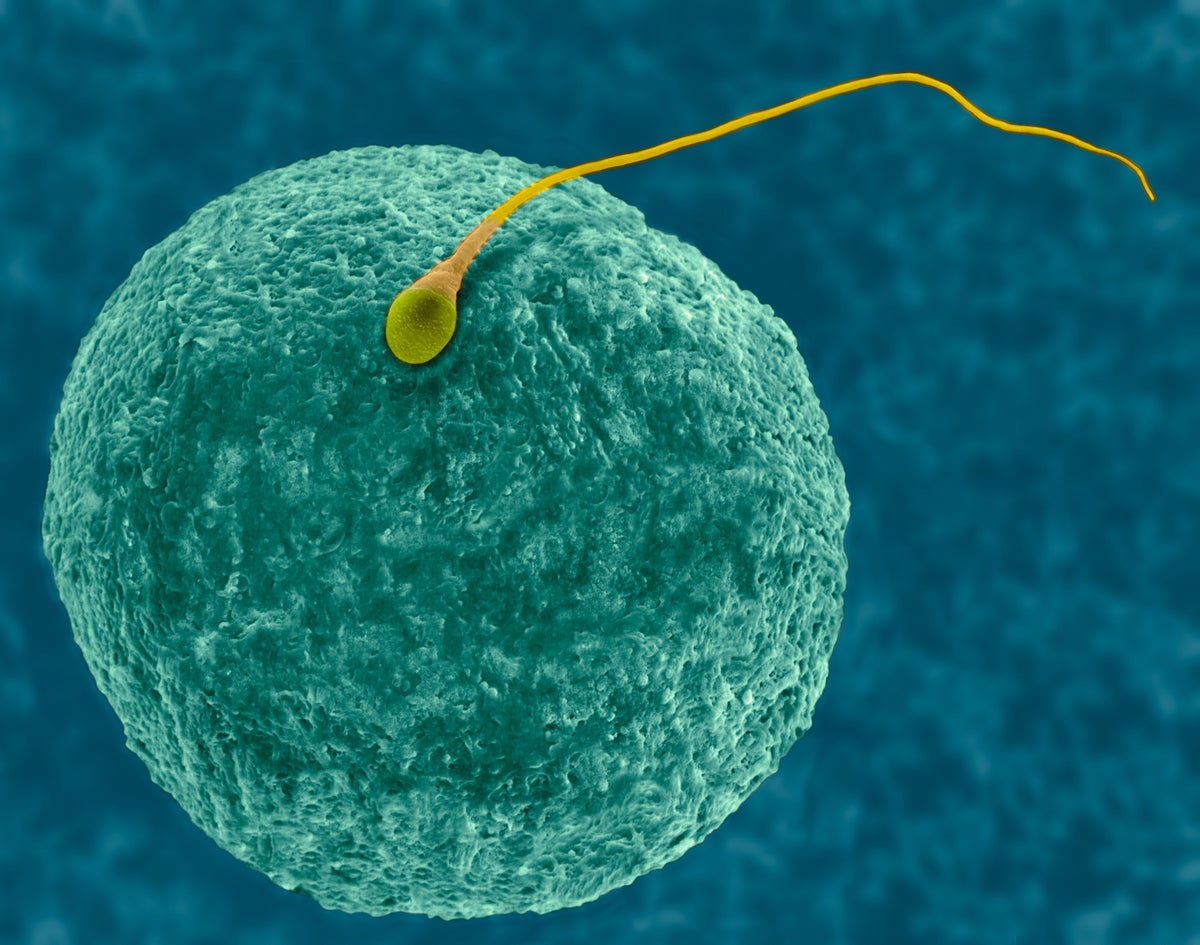 Píldora de anticonceptivos masculinos YCT-529 Pasa prueba de seguridad humana