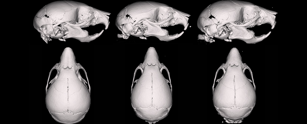 Vape Fluid Warps Los cráneos de ratones fetales, muestra el estudio: Sciencealert