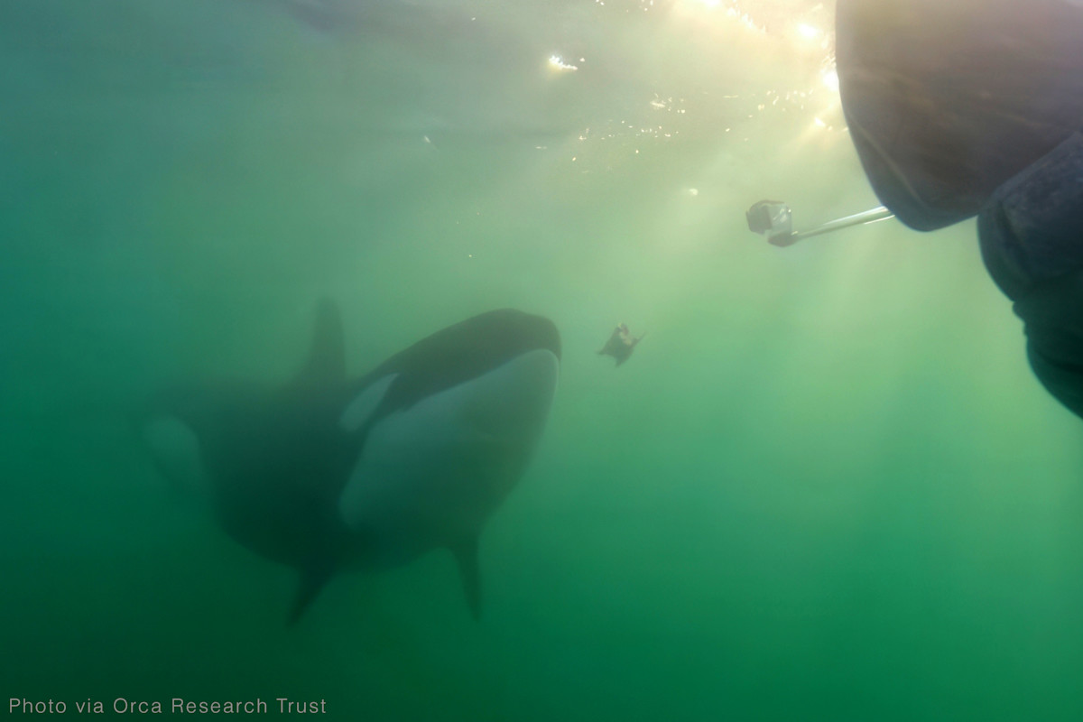 Algunas ballenas asesinas comparten su almuerzo con humanos y pueden estar tratando de construir relaciones