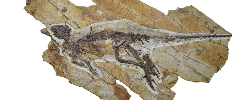 Ancient Voice Box finalmente revela cómo pueden haber sonado los dinosaurios: Sciencealert